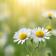 優しく咲く有機栽培のカモミール